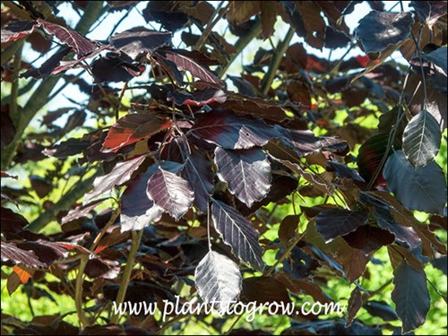 Has very dark purple leaves.